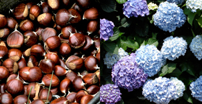 Chestnuts and Flowers