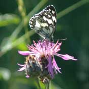 Butterfly in Nava